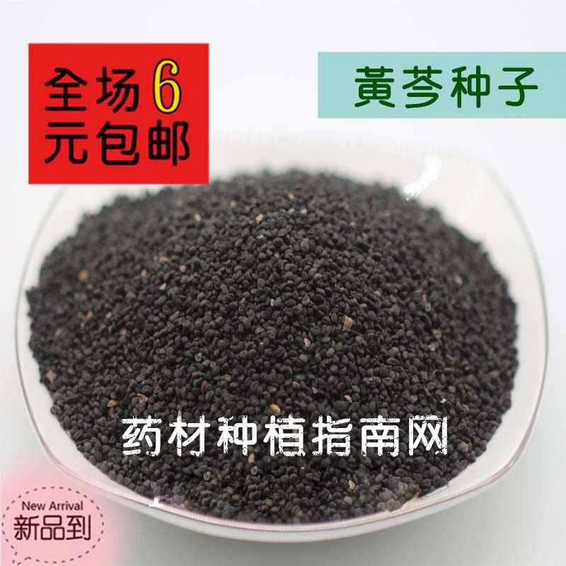 中药材种子板蓝根桔梗党参黄芩柴胡白术黄芪红花射干大黄丹参种子