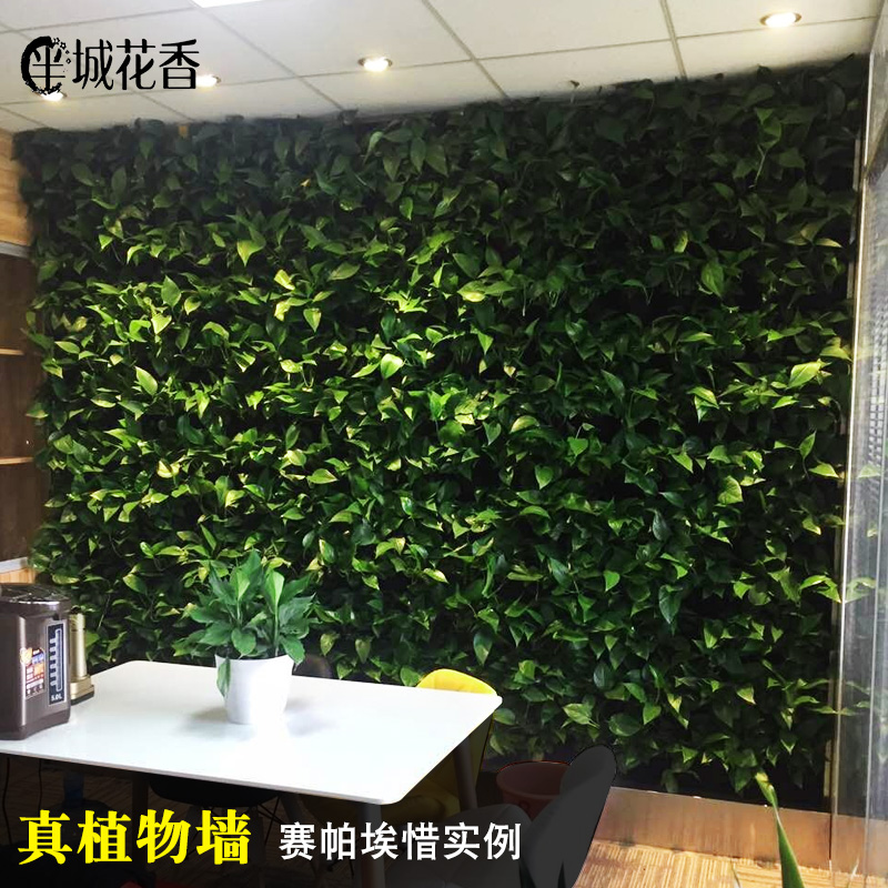 【真植物墙】绿萝垂直立体绿化室内外绿色墙面装饰绿植墙面订制墙