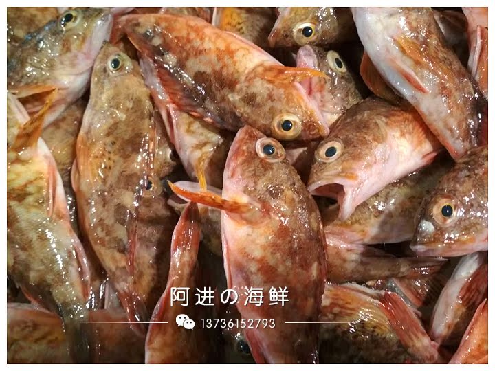 【阿进海鲜】 东海野生新鲜虎头鱼石斑鱼小石翁鱼老虎鱼 500g