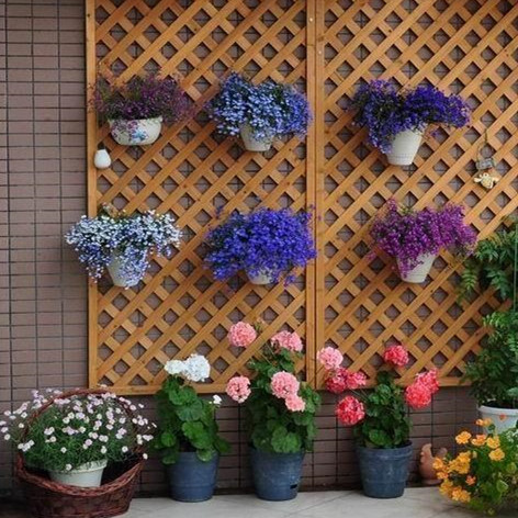 翠蝶花种子半边莲种子阳台吊兰盆栽花籽六倍利四季播种