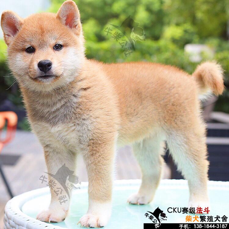 纯种赛级赤柴幼犬日本柴犬活体狗狗宠物犬城市家养不爱叫不掉毛