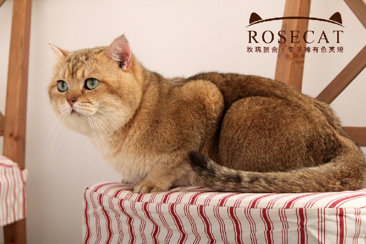 rosecat 英国短毛猫英短金渐层猫咪活体 【种公 toto】出售