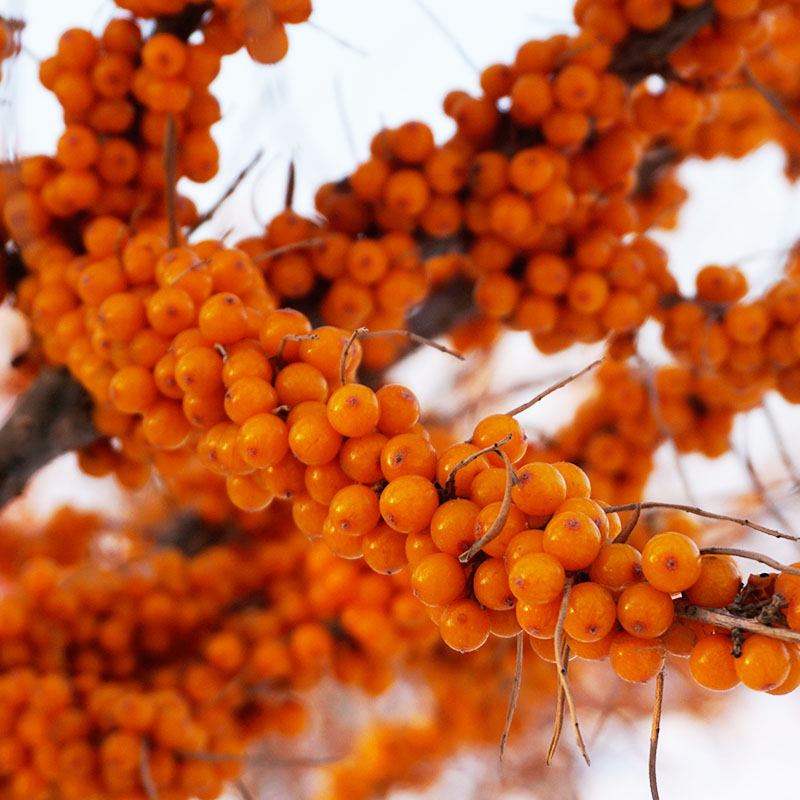 正品[沙棘]沙棘的功效与作用评测 沙棘果的功效