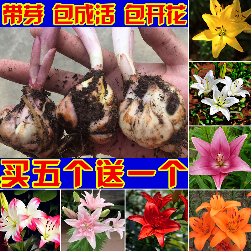 进口带芽香水百合 百合花种子球根花卉植物盆栽绿植香水百合种球