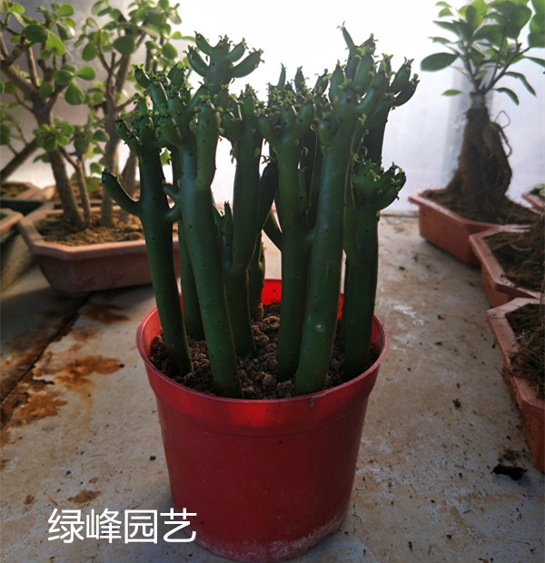 珊瑚棒多肉植物 光棍树 无刺仙人棒 办公桌面趣味绿植 防辐射