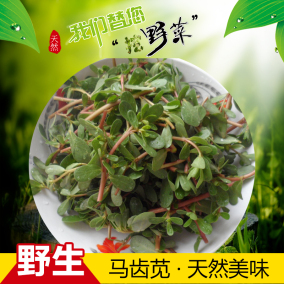 现摘新鲜马齿苋 有机蔬菜 野生马苋菜马蜂菜长寿菜保健菜 野菜