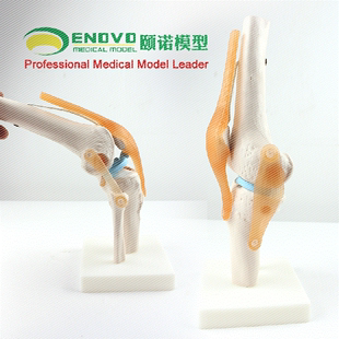 普信 骨科 功能型膝关节演示模型 骨骼类 教用医用 膝关节模型
