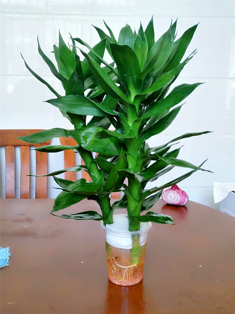 佳珠水培植物绿植富贵竹开运竹节节高观音竹带根室内盆栽花卉包邮