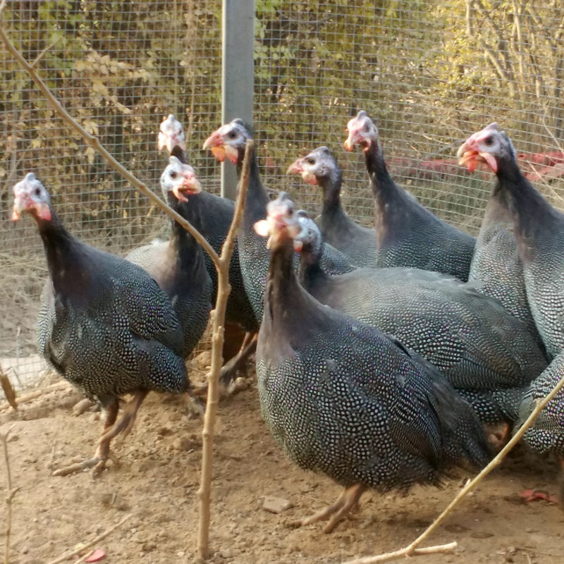 珍珠鸡农家土鸡野山鸡野鸡散养公母珠鸡几内亚鸡活体包活到家包邮