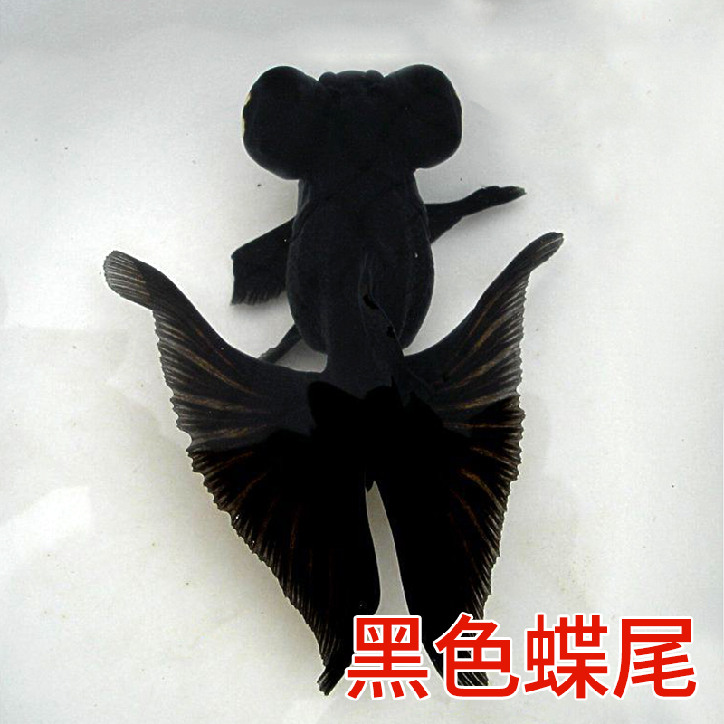 精品蝶尾金鱼黑蝶尾活体观赏鱼冷水五花蝶尾鸿运当头熊猫大蝴蝶尾