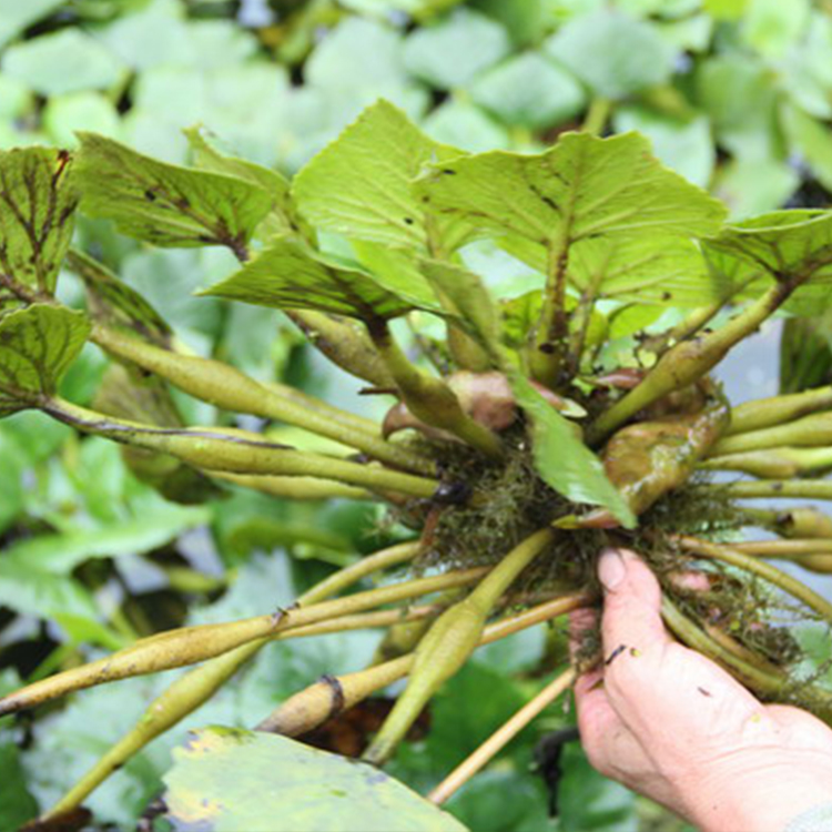 水产品野生天然老菱角 腰菱水栗新鲜 黑菱角现摘新鲜蔬菜农产品