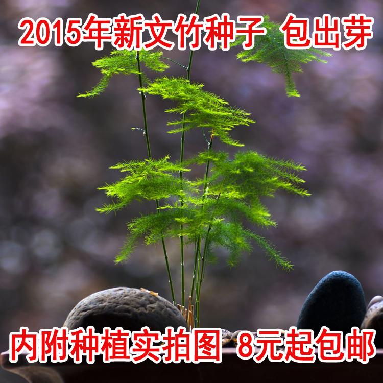 批发园艺花卉绿植盆栽种子多肉文竹种子15粒  云竹 云片松 刺天冬