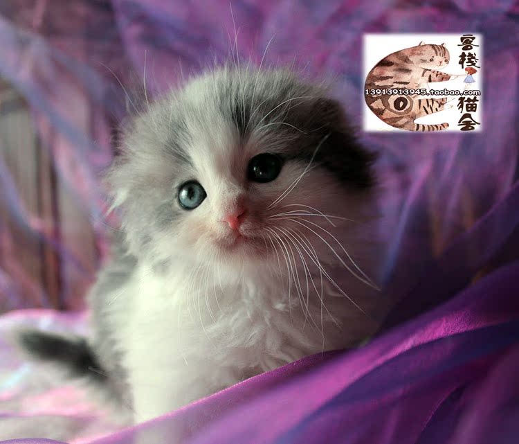 长毛蓝白高地折耳猫 全根折 小耳朵 萌猫 小狗猫 塌耳