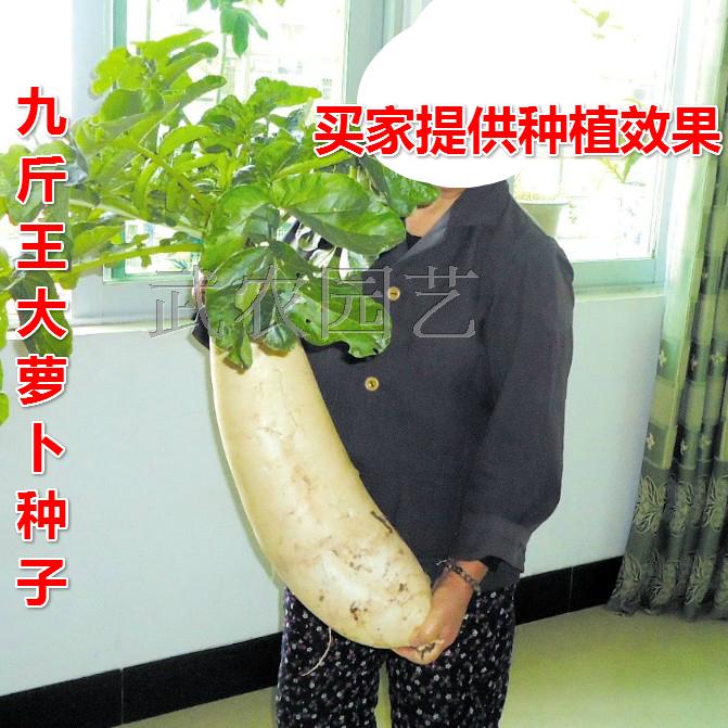 大白萝卜种子 九斤王迟萝卜 高档杂交优质庭院易种蔬果蔬菜种子