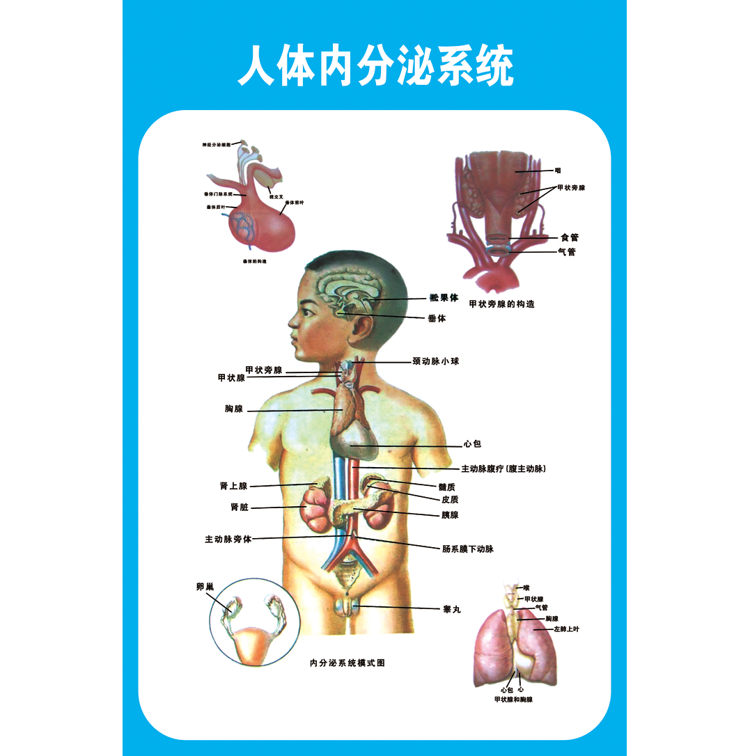 人体内分泌系统解剖示意图医学宣传挂图人体器官心脏结构医院海报