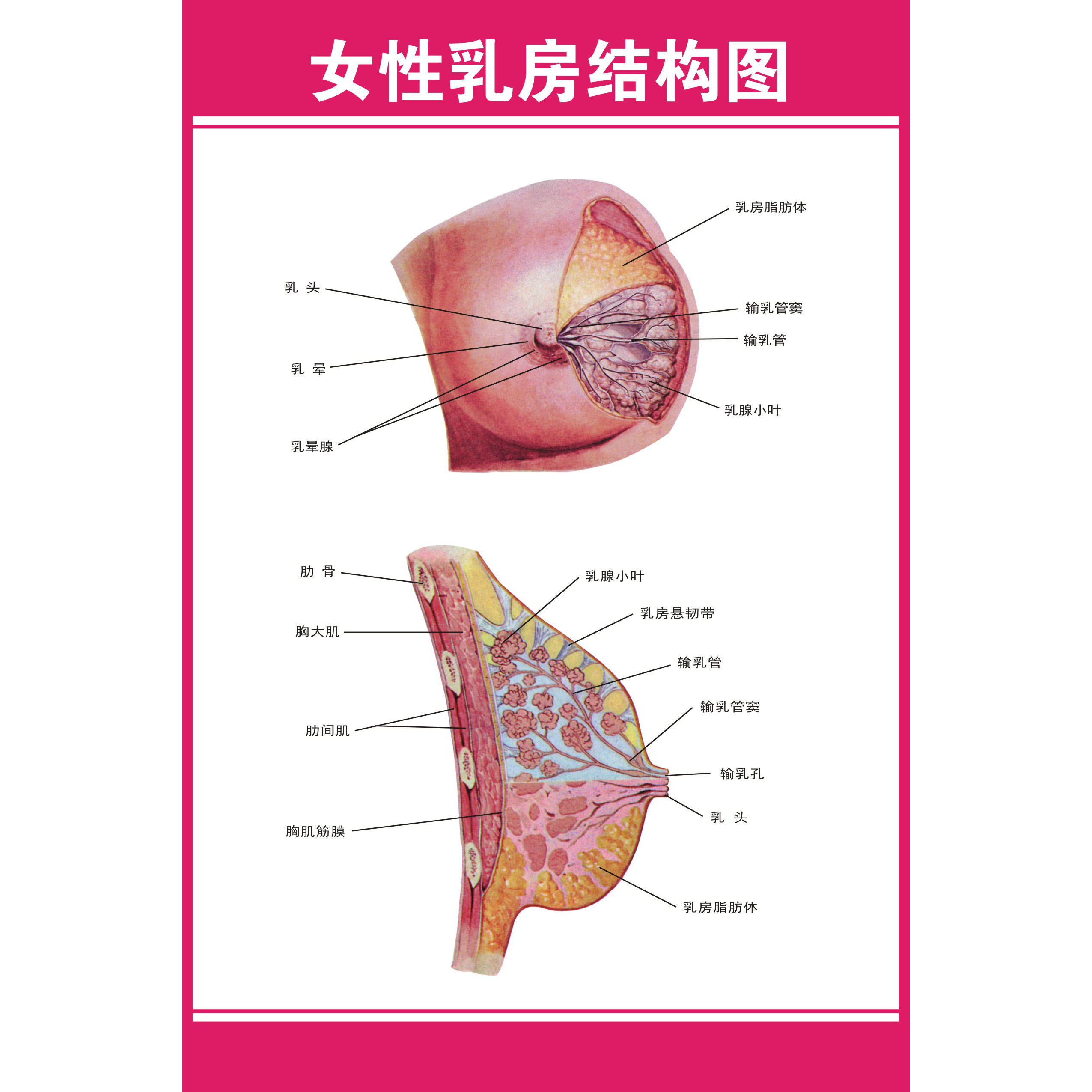 《乳房矢状断横式图》医院大挂图人体经络穴位图中医养生保健海报