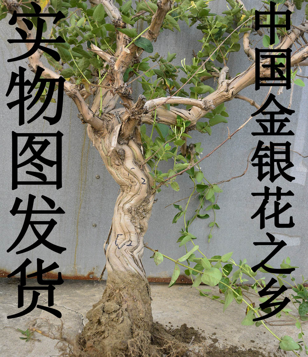 四季常青花卉绿植盆栽爬藤金银花苗木 盆景 树桩 盆栽金银花树苗