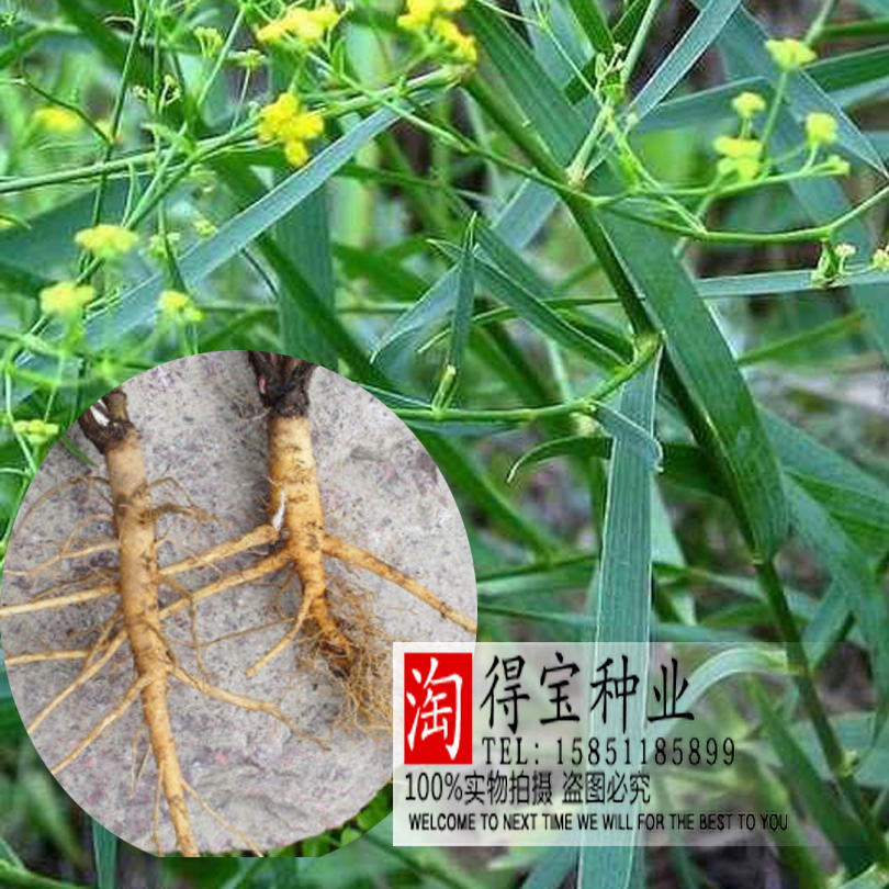 中药材种子柴胡种子 地熏茈胡山菜 野生药材种子当年新采易种种子