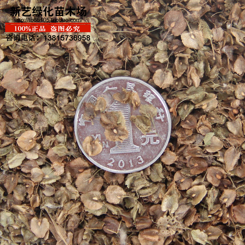 新采中药材种子多种甘草天南星牛膝子板蓝根桔梗北沙参王不留行