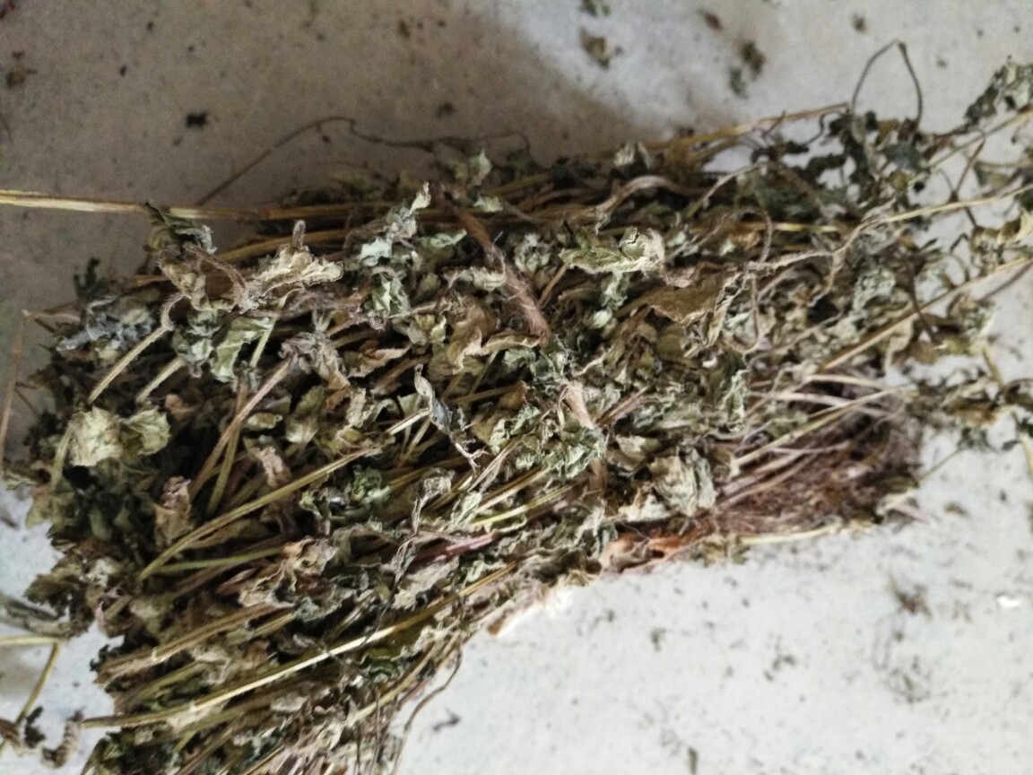 福建仙草干中草药仙草叶高胶仙人草烧仙草凉粉草凉粉原料