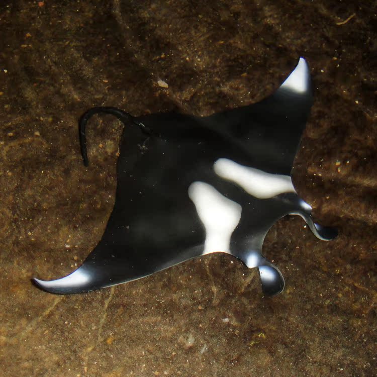 海洋生物 玩具safari蝠鲼 魔鬼鱼 蝙蝠鲨模型