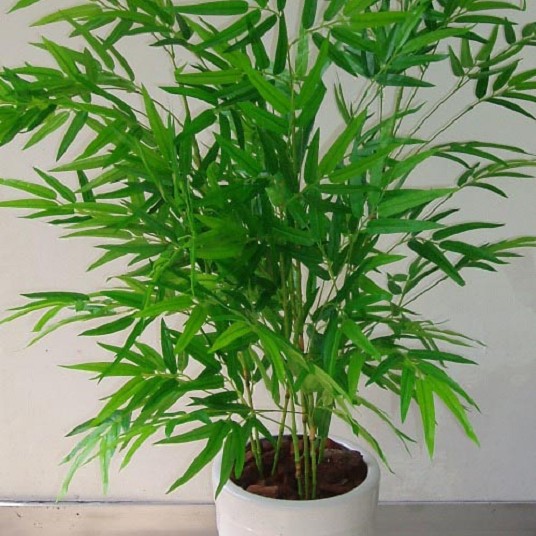 桌面盆景竹子 观赏竹 米竹 凤尾竹 可室内摆放 文雅秀丽 绿植盆栽