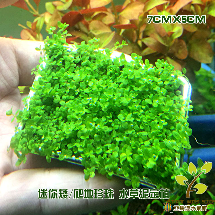 新品 迷你矮珍珠/爬地大叶珍珠前景草坪定植水中叶佗草长盆