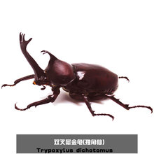 活体 新手套餐 包活 2018 甲虫 独角仙成虫 一公一母 幼虫 热门