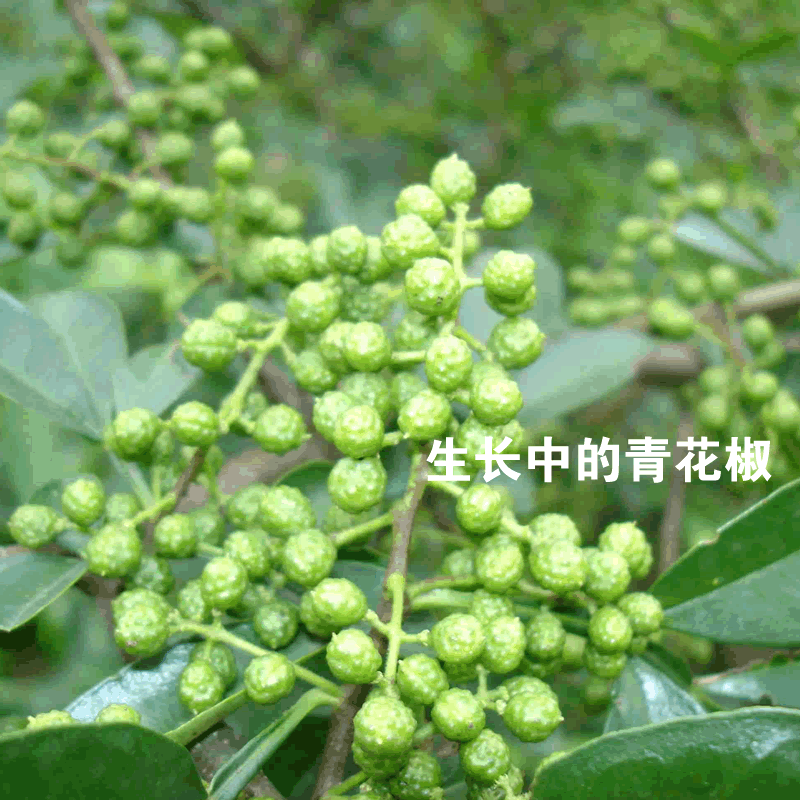1斤包邮 香料调料 海南白胡椒 调味品 胡椒粒 白胡椒粒 白胡椒50g