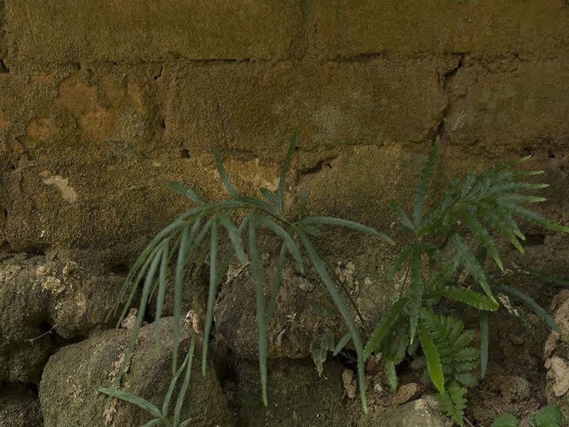 凤尾草鸡爪草深山中草药井口边草铁脚鸡山鸡尾新鲜现采