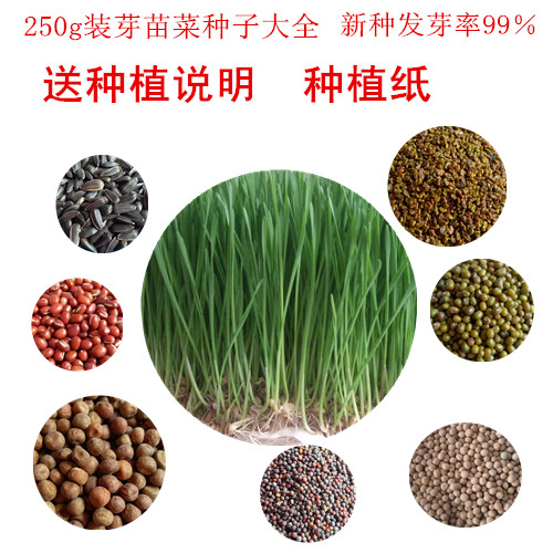 无土栽培有机芽苗菜种子水培豌豆苦荞麦草空心菜紫苏纸上种菜阳台