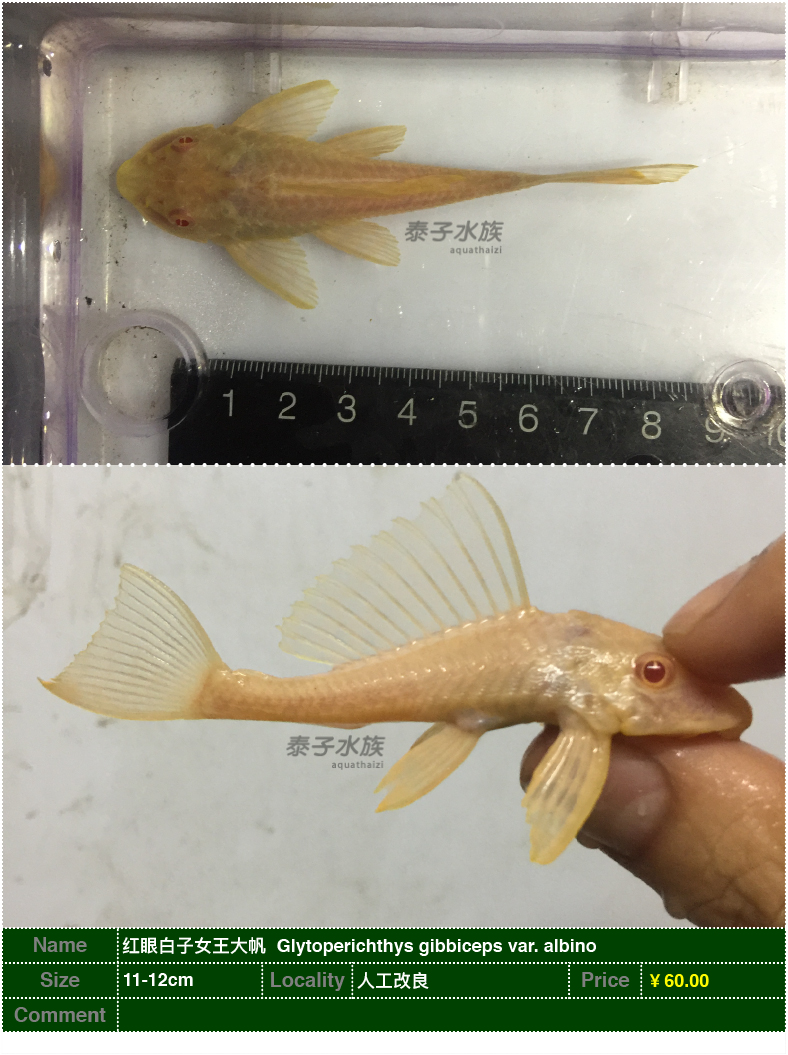 红眼白子女王大帆清道夫异形鱼黄金琵琶大帆豹纹白子龙鱼混养包邮