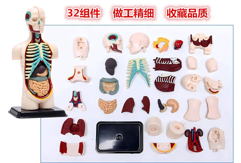 7cm人体器官解剖模型可拆卸儿童中小学生diy生物模型