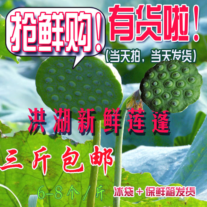 预售2016年洪湖新鲜莲蓬莲子米老莲蓬生吃莲子蓬现采现发三斤包邮