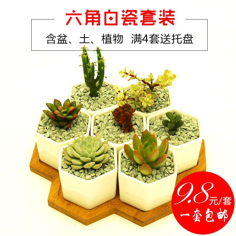 多肉植物套装组含六角花盆合盆栽桌面花卉绿植装饰办公室一套包邮