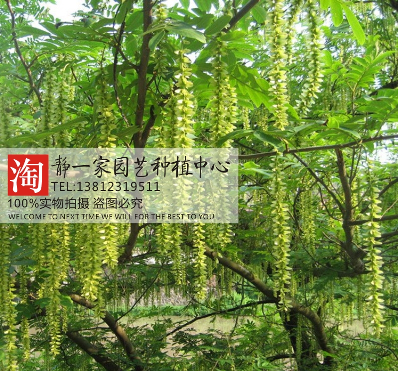 散装枫杨种子批发 燕子树麻柳蜈蚣柳枫柳皮树风杨 燕柳树种子易种