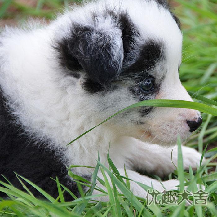 优趣犬舍双血统纯种陨石小公边境牧羊犬蓝陨边牧幼犬mm1