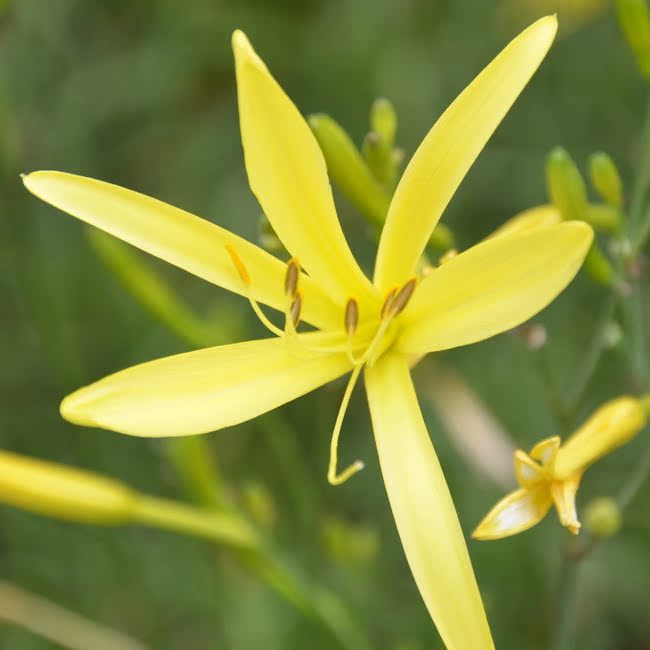 河南淮阳黄花菜干土特产干货新鲜金针菜 淮阳七芯黄花菜1斤包邮