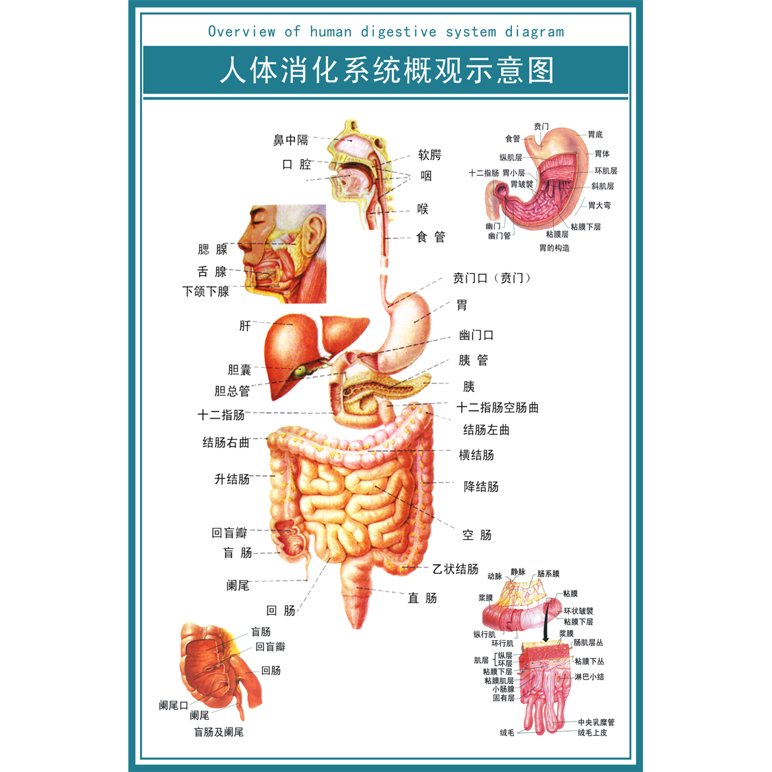 消化系统概观图|人体心脑血管示意挂图|人体系统解剖图|医院海报