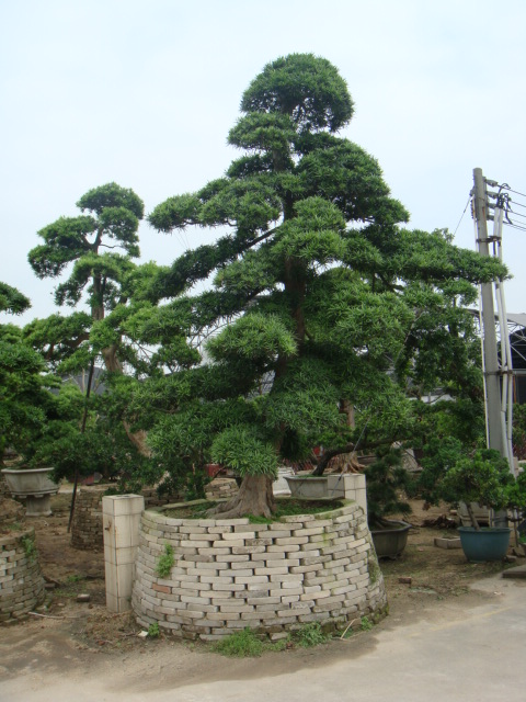 丁香花苗 庭院盆栽 可开花植物 丁香花树苗 浓香花卉 香飘十里