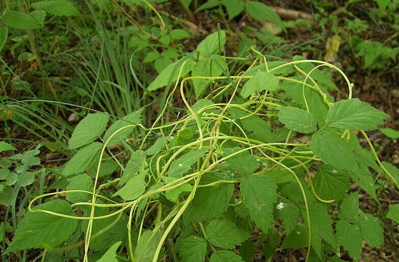 野生新鲜500克26元送配套腐婢草豆腐柴观音柴臭黄荆绿