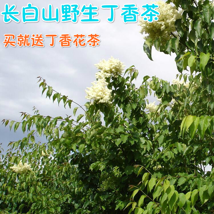 丁香茶长白山野生丁香叶茶 天然丁香茶叶暴马丁香茶100克丁香花茶