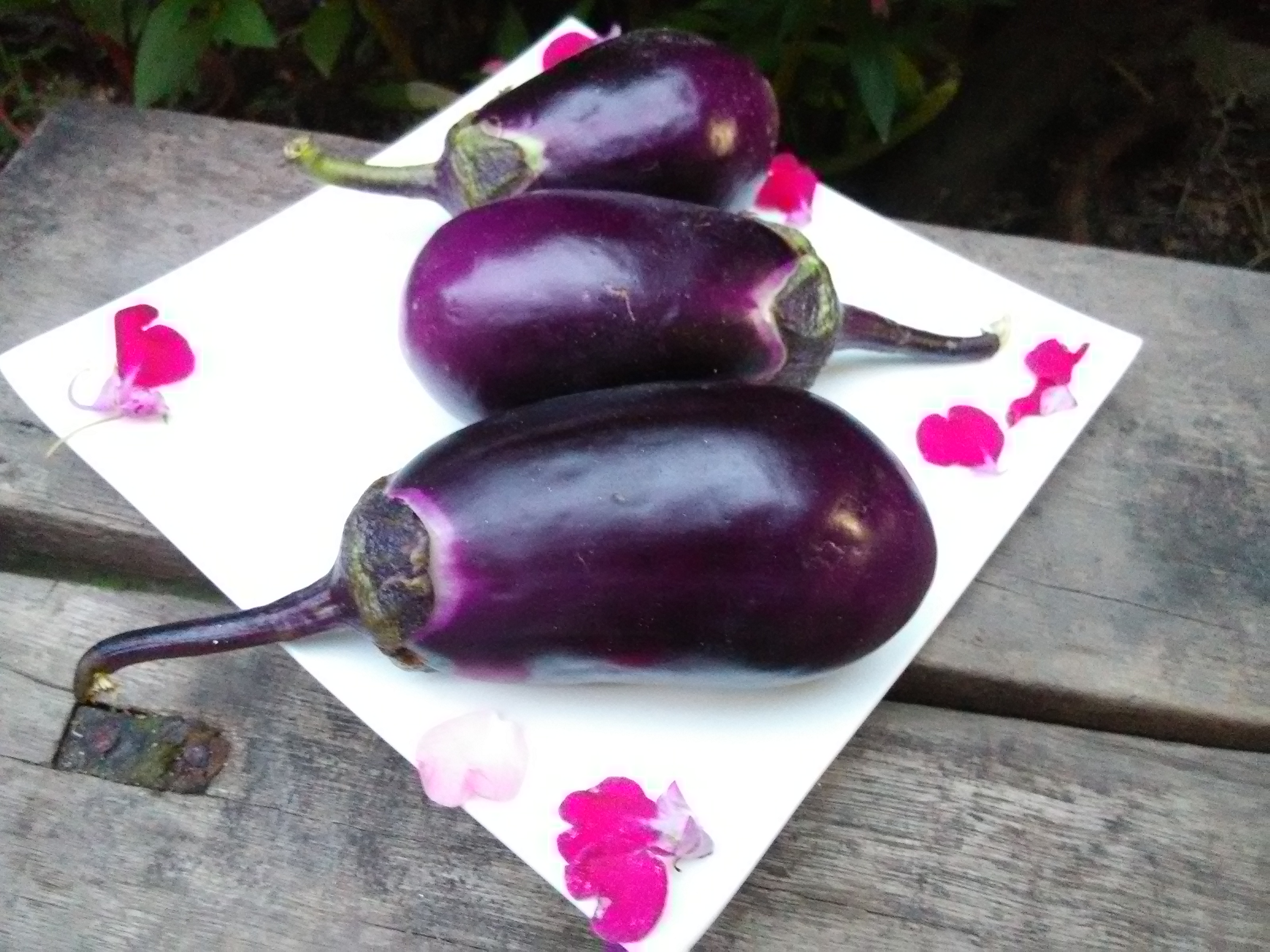 紫茄子摄影图__蔬菜_生物世界_摄影图库_昵图网nipic.com