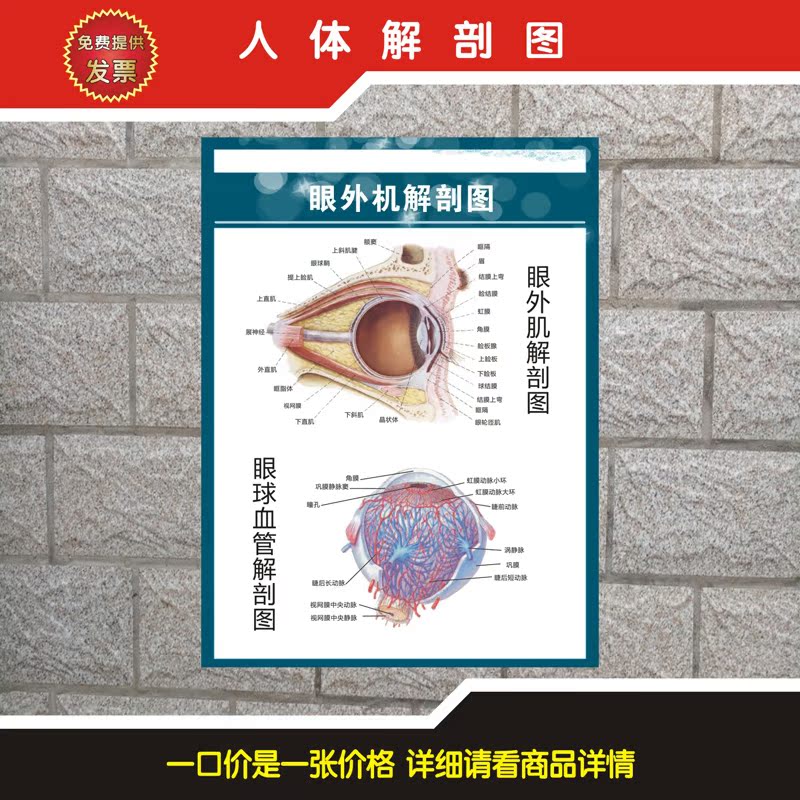 眼球解剖图知识医用海报 眼科医院科室诊疗挂图 眼镜店眼睛示意图