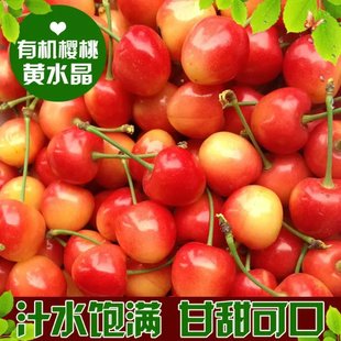 樱桃 车厘子黄水晶樱桃 黄蜜樱桃 黄樱桃 山东烟台大樱桃孕妇水果包邮