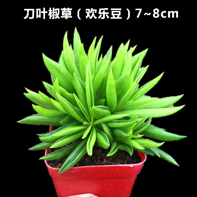 刀叶椒草多肉植物欢乐豆肉肉组合盆栽花卉防辐射室内创意绿植礼物