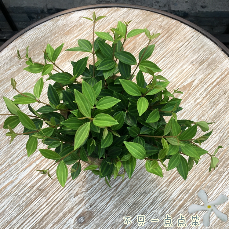 绿翡翠 钻石翡翠 室内净化空气耐阴观叶绿植盆栽小盆景带土发货