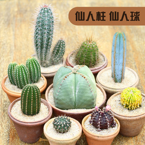 黑金刚白鸟仙人球 多肉植物实生仙人掌开花防辐射办公室小盆栽