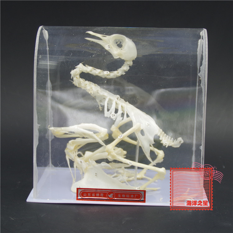 j43109 鸽骨骼标本 生物标本 j4144 生物鸽子骨架模型