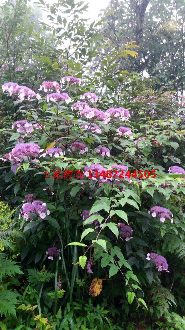 红花龙胆 红龙胆,龙胆草,小青鱼胆,星秀花 小型盆栽